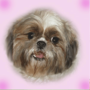 The photo Peke-A-Tzu Rescue posted of Jules under "Available Dogs"