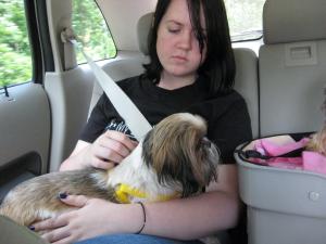 The car ride home from the rescue a.k.a. the day we met.